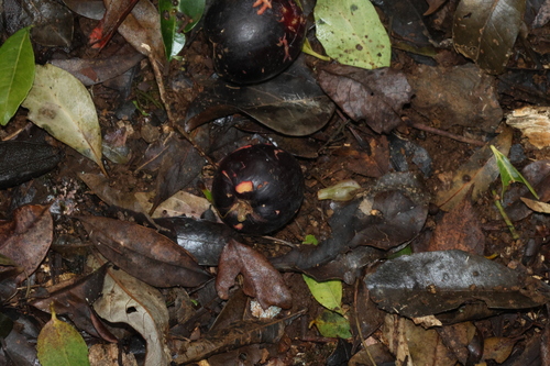 Planchonella observed 2026-10-18