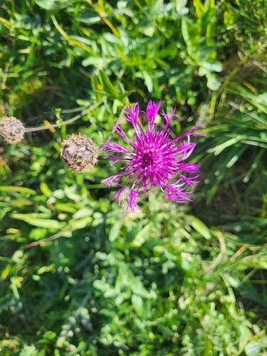Greater Knapweed