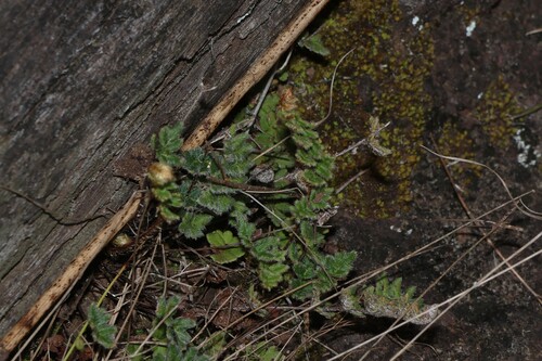 Cheilanthes distans observed 2026-10-18