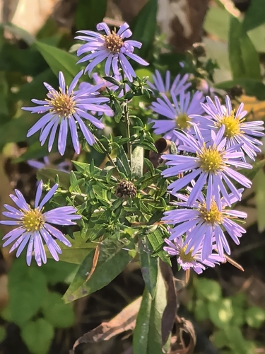 New York aster