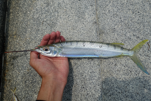 Hemiramphus observed 2026-10-18