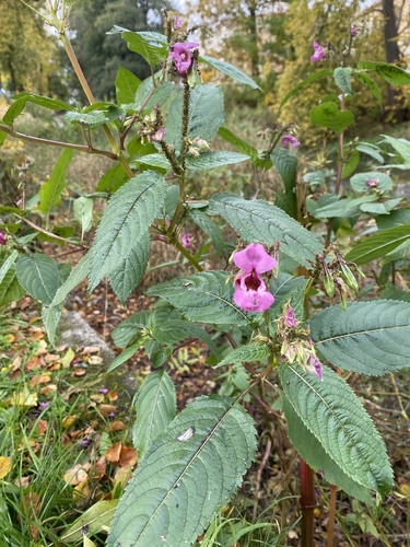Himalayan balsam