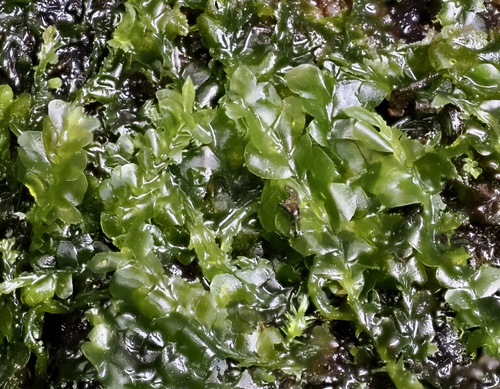 Chiloscyphus polyanthos observed 2026-10-17