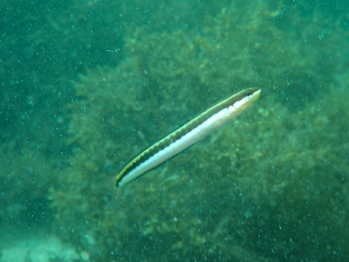 Plagiotremus tapeinosoma observed 2026-10-18