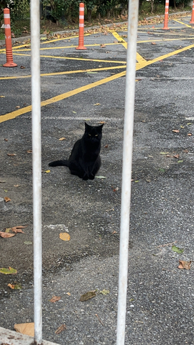 Domestic Cat