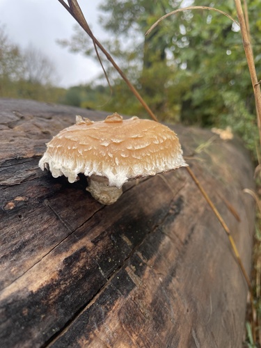 Destructive Pholiota