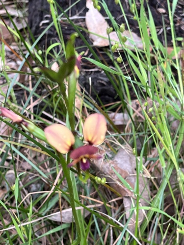 Diuris longifolia, 2026-10-18