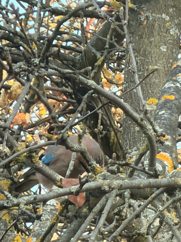 Eurasian Jay