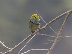 Ixothraupis guttata