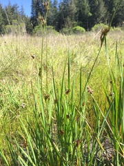 Juncus phaeocephalus