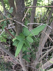 Magnoliopsida