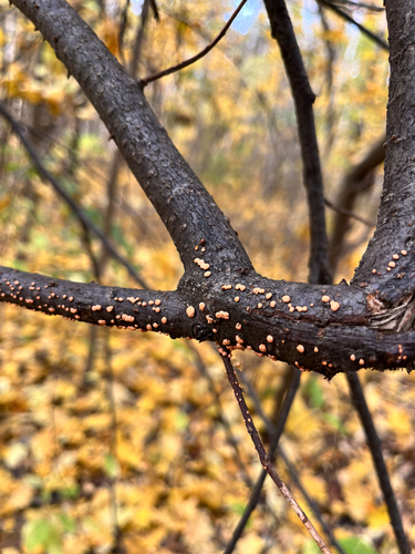 Coral Spot
