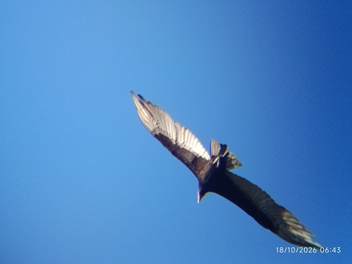 Lesser Yellow-headed Vulture