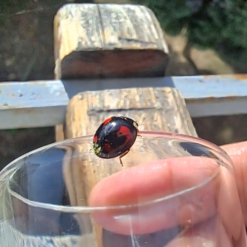 Asian Lady Beetle