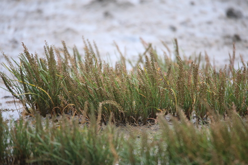 Triglochin maritima, 2026-10-18