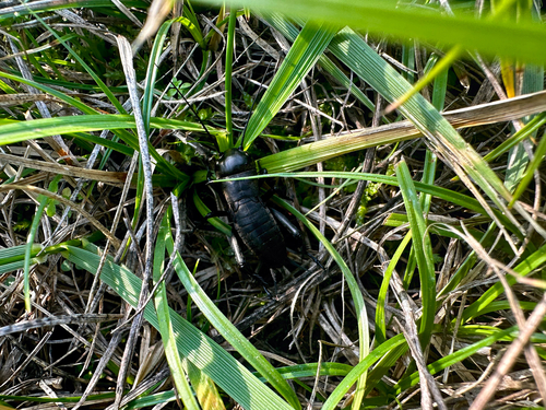 European Field Cricket
