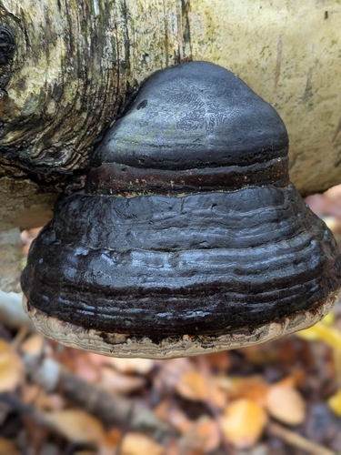 Hoof Fungus
