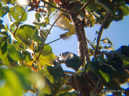Boat-billed Flycatcher