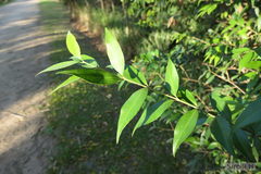 Blepharocalyx salicifolius