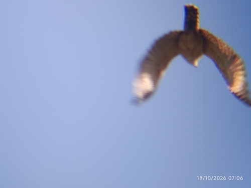 Laughing Falcon