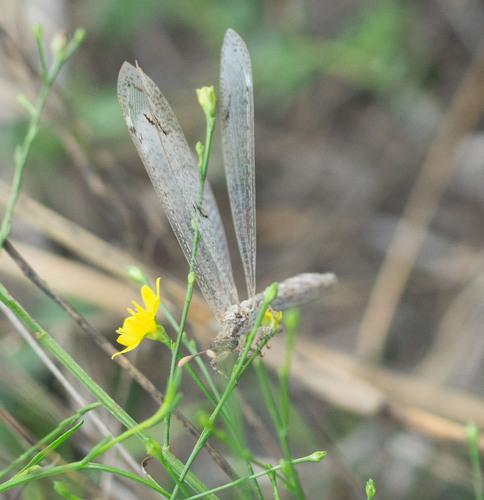 Euptilon ornatum