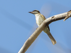 Myiodynastes maculatus