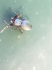Tutelina
