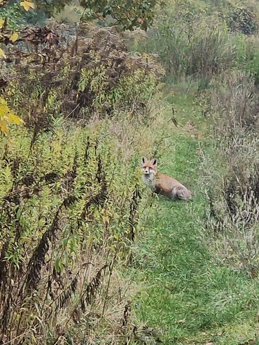 Red Fox