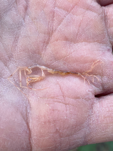 Caprella observed 2026-10-18