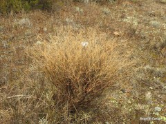 Bupleurum fruticescens