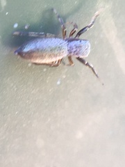 Tutelina