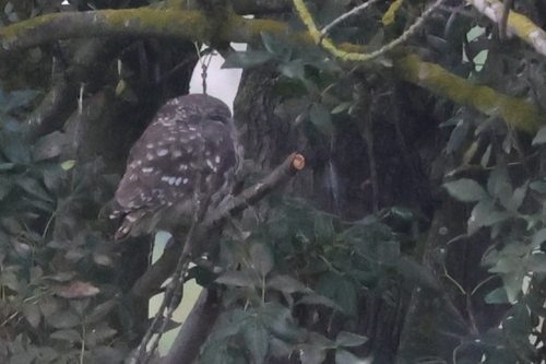Little Owl