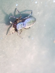 Tutelina