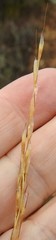 Helictochloa bromoides