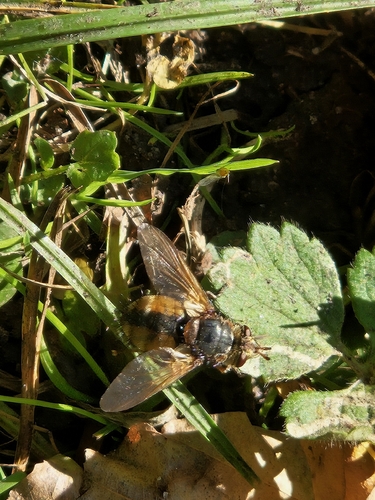 Common Tachinid