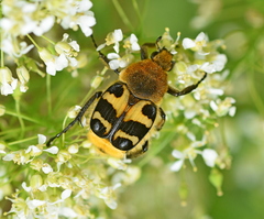 Trichius sexualis