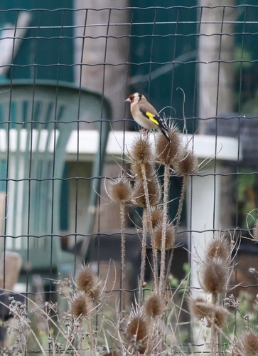 European Goldfinch