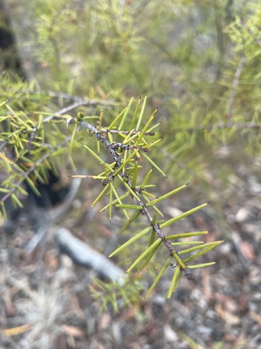 Acacia ulicifolia observed 2026-10-18