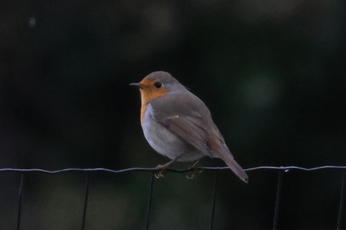 European Robin