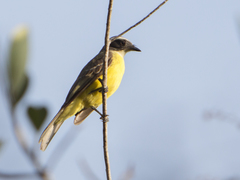 Myiozetetes similis