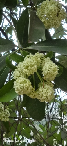 Alstonia scholaris observed 2026-10-18