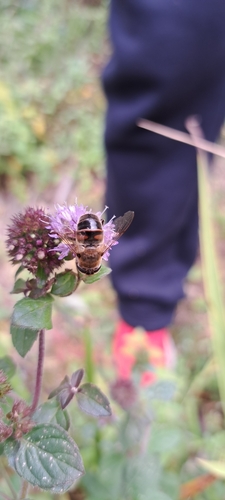 Common Drone Fly