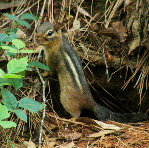 Eastern Chipmunk photographed in Georgia