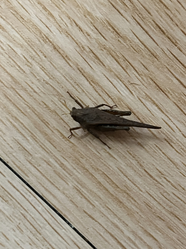 Criotettix japonicus