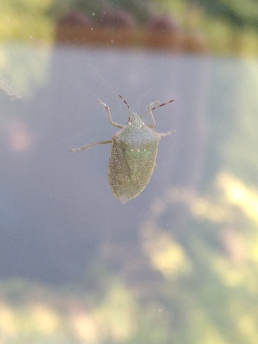 Southern Green Stink Bug