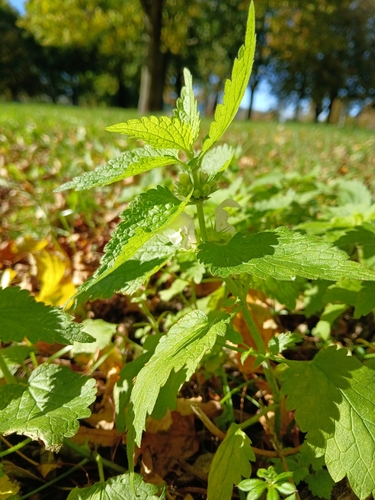 White deadnettle