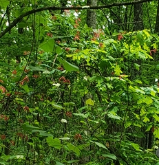 Lonicera sempervirens