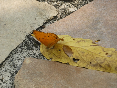Cirrochroa tyche
