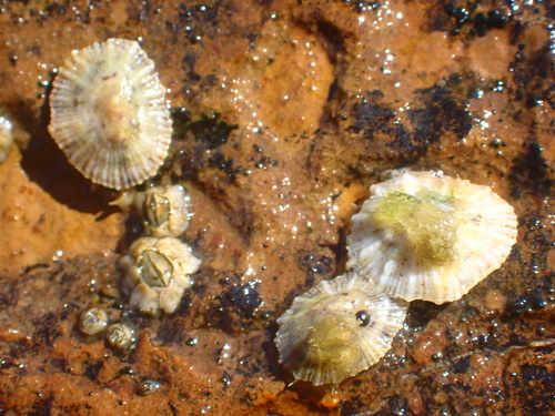 Siphonaria zelandica observed 2026-10-18