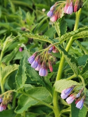 Symphytum officinale